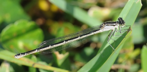 Female
2010_09_24_Wakulla_FL